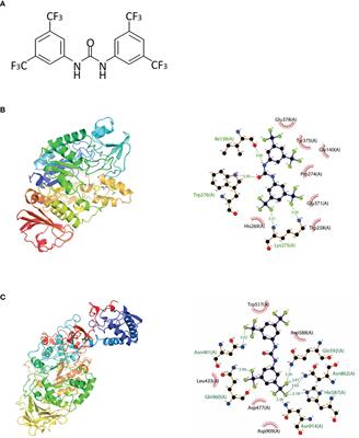 Diaryl Urea Derivative Molecule Inhibits Cariogenic Streptococcus mutans by Affecting Exopolysaccharide Synthesis, Stress Response, and Nitrogen Metabolism